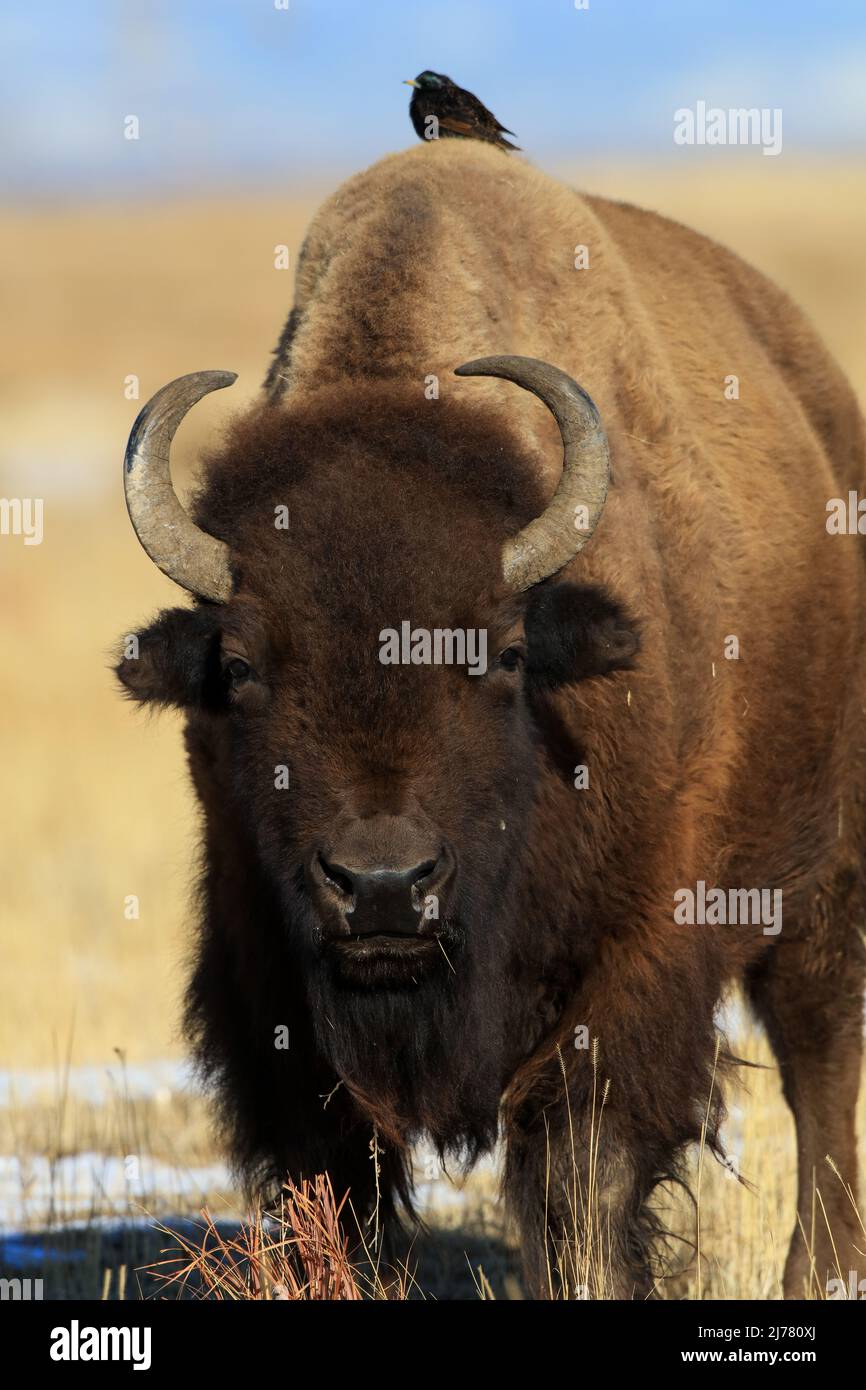 Américain Bison Buffalo Banque D'Images