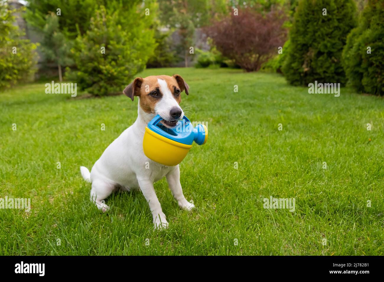 Le chien Jack Russell Terrier est debout sur la pelouse et tient un arrosoir Banque D'Images