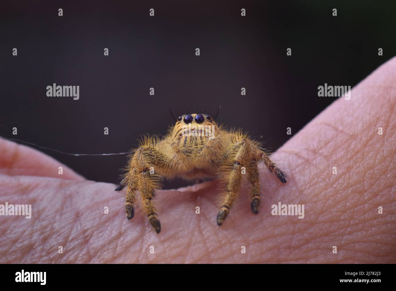 Une photo en gros plan de femelle Java sautant araignée rampant à la main. Hyllus sp. Banque D'Images