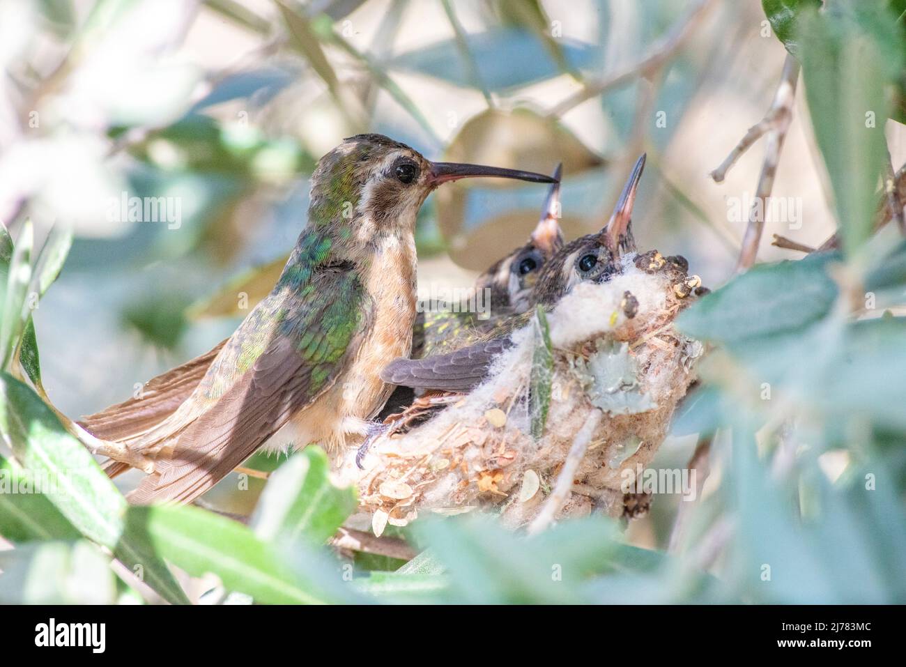 La mère d'colibris de Xantus nourrissant ses bébés dans le nid Banque D'Images