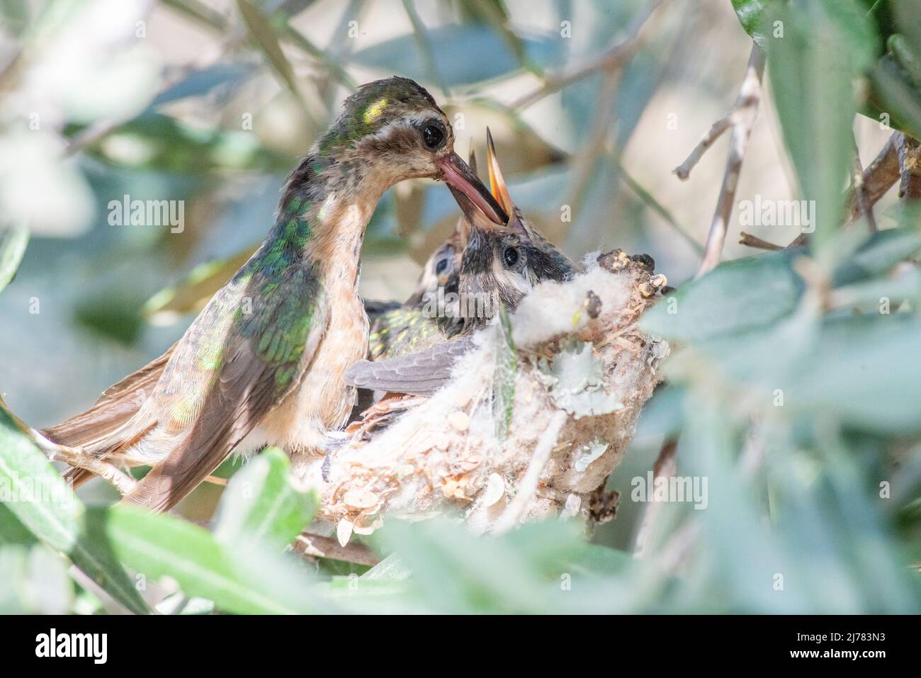 La mère d'colibris de Xantus nourrissant ses bébés dans le nid Banque D'Images