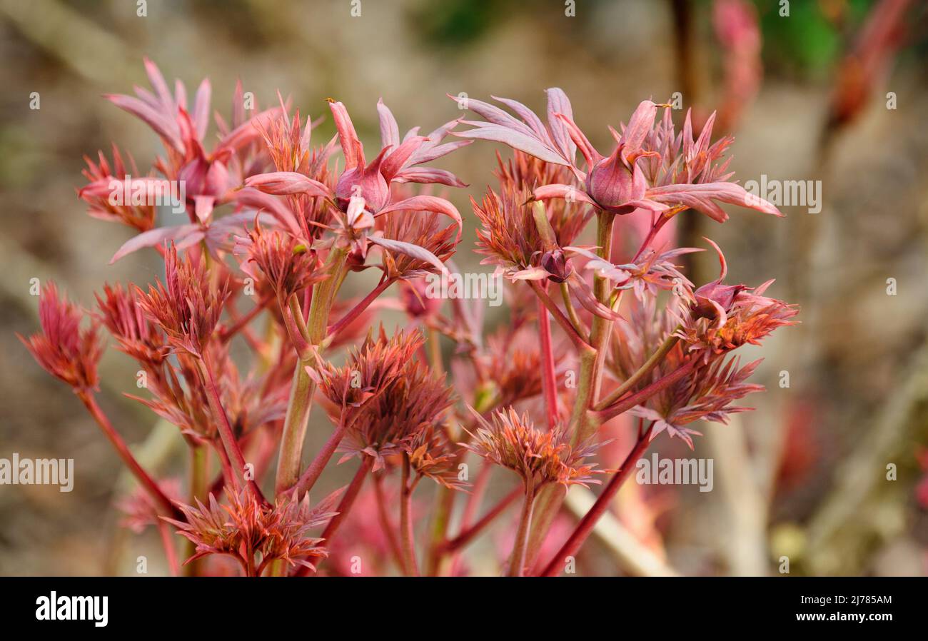 Paeoniaceae, paeonia, pivoine, branches de pivoine au printemps, tiges et feuilles rouges, dragon chinois de pivoine, Banque D'Images