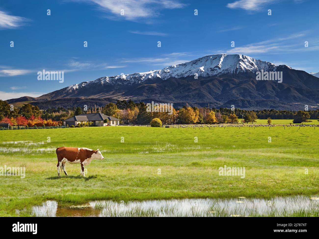 Terres agricoles avec des moutons et des vaches en pâturage dans la belle vallée, Île du Sud, Nouvelle-Zélande Banque D'Images