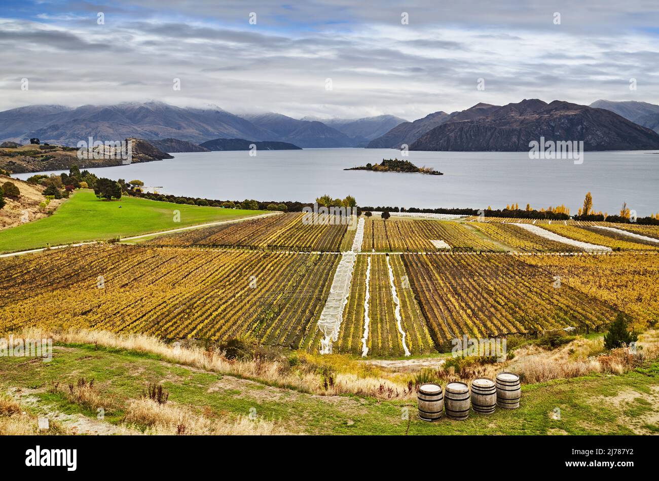 Vignoble sur le flanc de la montagne au lac Wanaka en Nouvelle-Zélande Banque D'Images