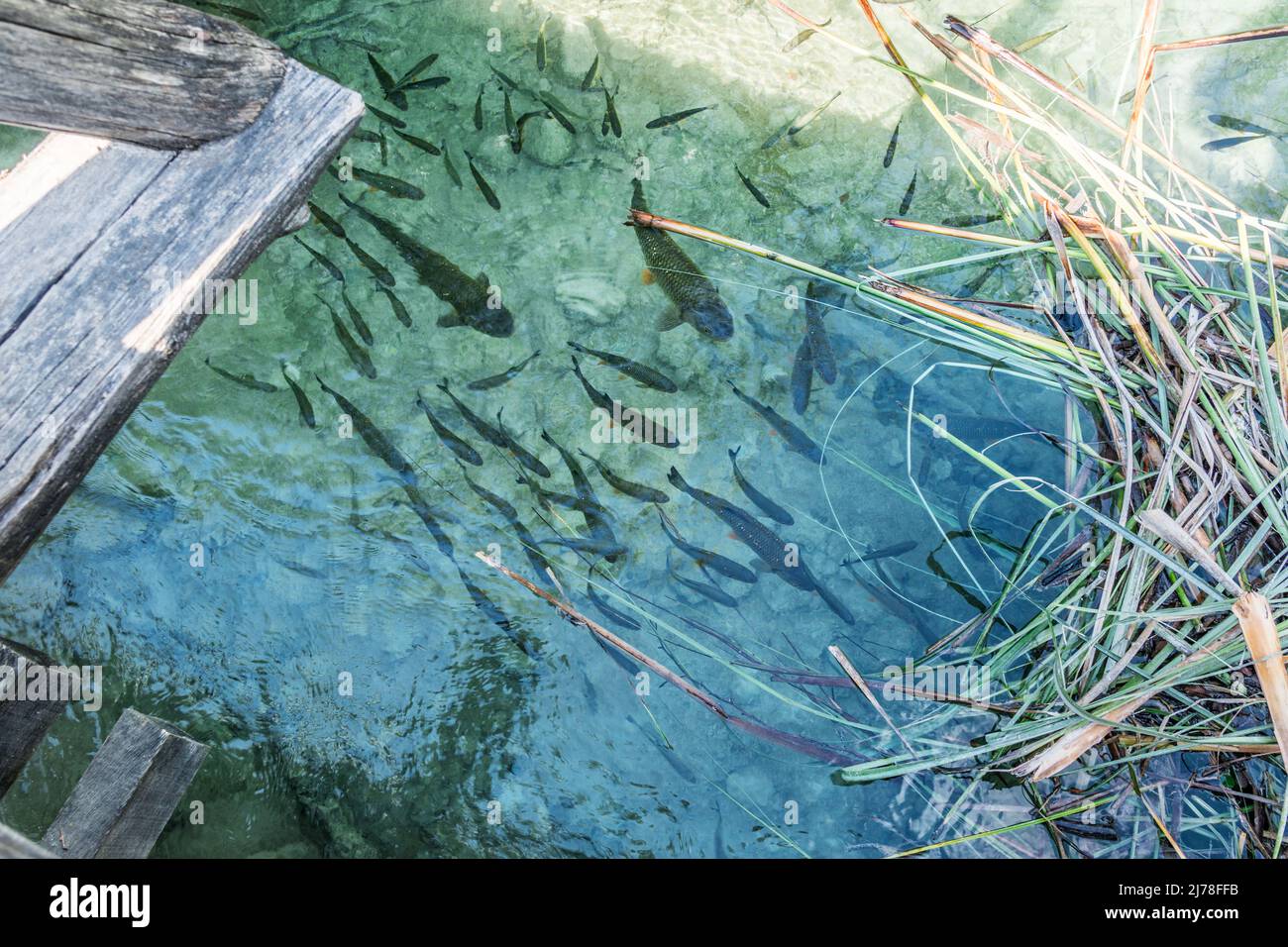 Poissons dans le lac Banque de photographies et d’images à haute — free download