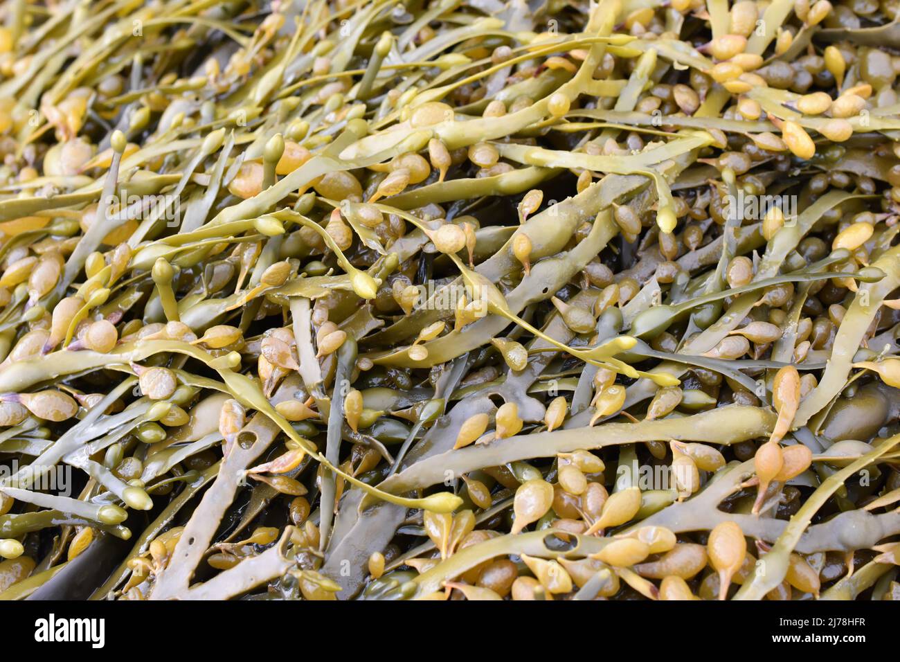 La grande algue brune Ascophyllum nodosum liké varech Banque D'Images