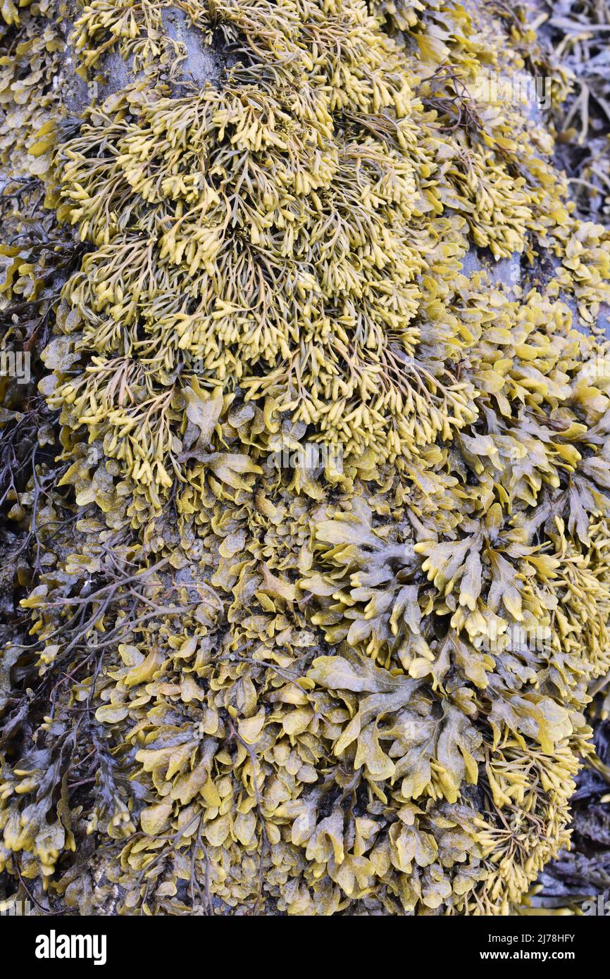 L'algue d'algues brunes Pelvetia canaliculata canalisait le rack et le rack en spirale de Fucus spiralis poussant ensemble sur une roche sur le littoral atlantique Banque D'Images