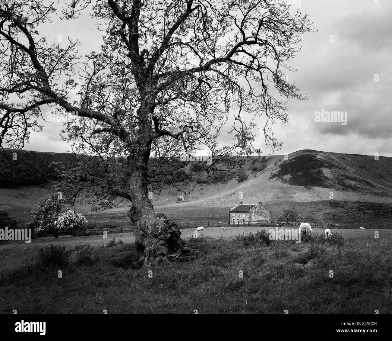 Trou de Horcum, une dépression naturelle, avec ferme désutilisée entourée d'arbres et de prairies et paysage sous ciel couvert près de Goathland, Royaume-Uni. Banque D'Images
