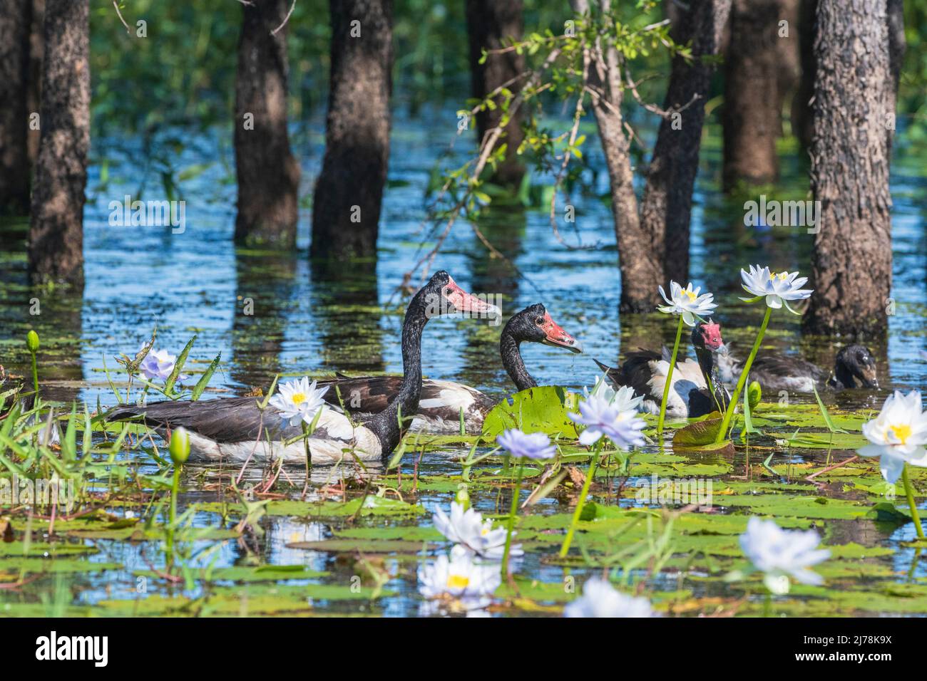 Magpie Geese (Anseranas semipalmata) nageant dans les zones humides parmi les nénuphars, Marlgu Billabong, Wyndham, Kimberley, Australie occidentale, WA, Australie Banque D'Images