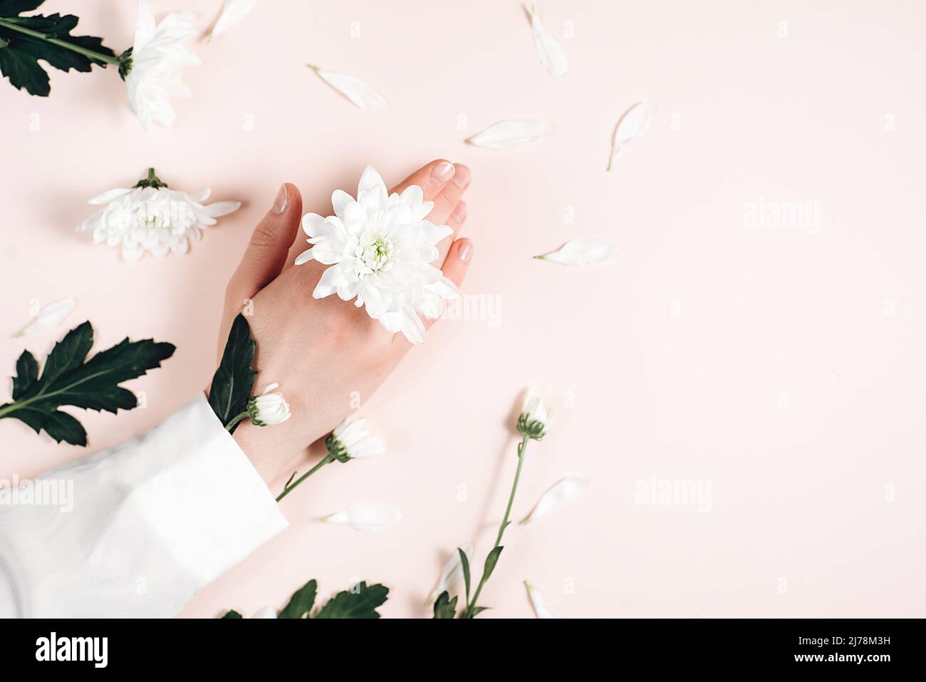 Gros plan d'une belle main féminine sophistiquée avec des fleurs blanches fraîches sur un mur de fond rose dans le studio. Concept soin des mains, anti-rides, fourmis Banque D'Images