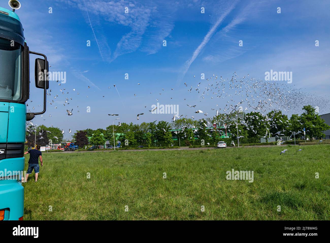 07 mai 2022, Rhénanie-du-Nord-Westphalie, Alpen : les pigeons sont sortis d'une fourgonnette de voyage à Alpen. Comme signe contre la guerre et pour une campagne de parrainage pour les dons, les pigeons sont lâtrés en flèche. Photo: Arnulf Stoffel/dpa Banque D'Images