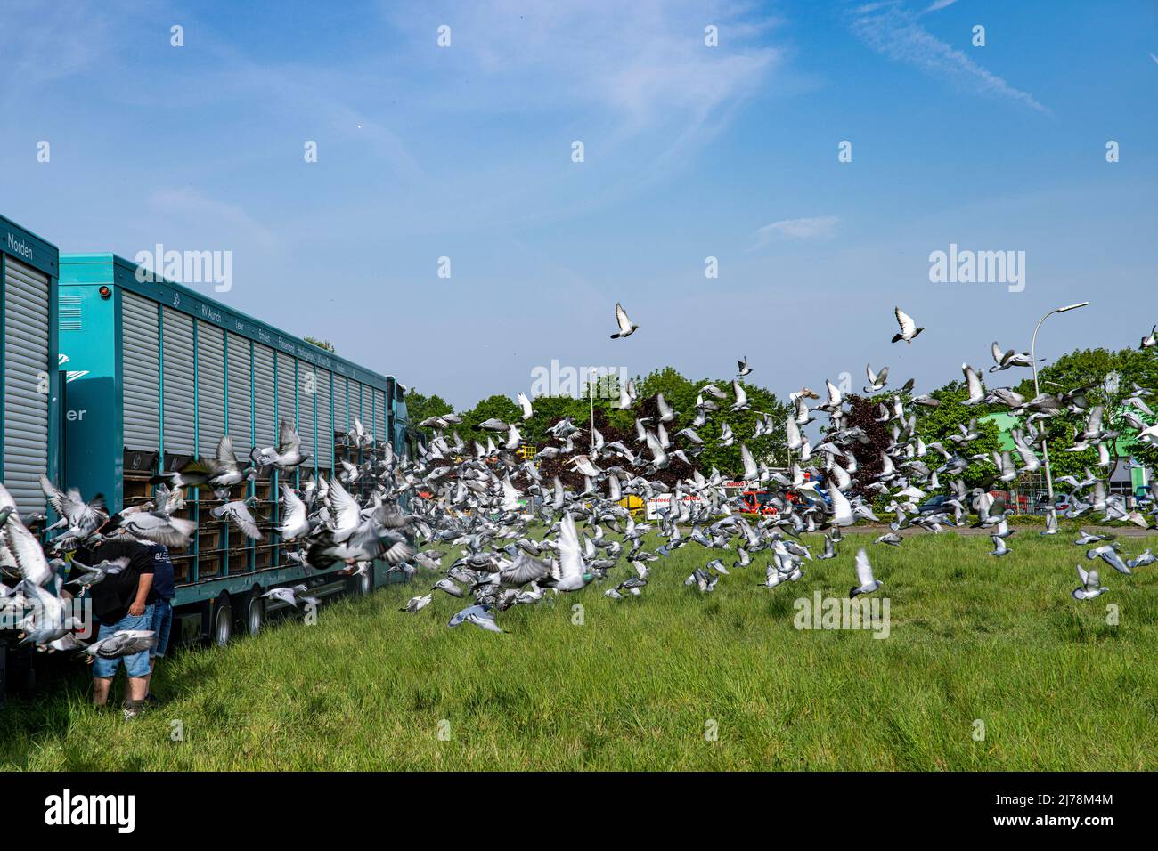 07 mai 2022, NRW, Alpen : les pigeons sont sortis d'une camionnette de voyage à pigeon à Alpen. Comme signe contre la guerre et pour une campagne de parrainage pour les dons, les pigeons sont lâtrés en flèche. Photo: Arnulf Stoffel/dpa Banque D'Images