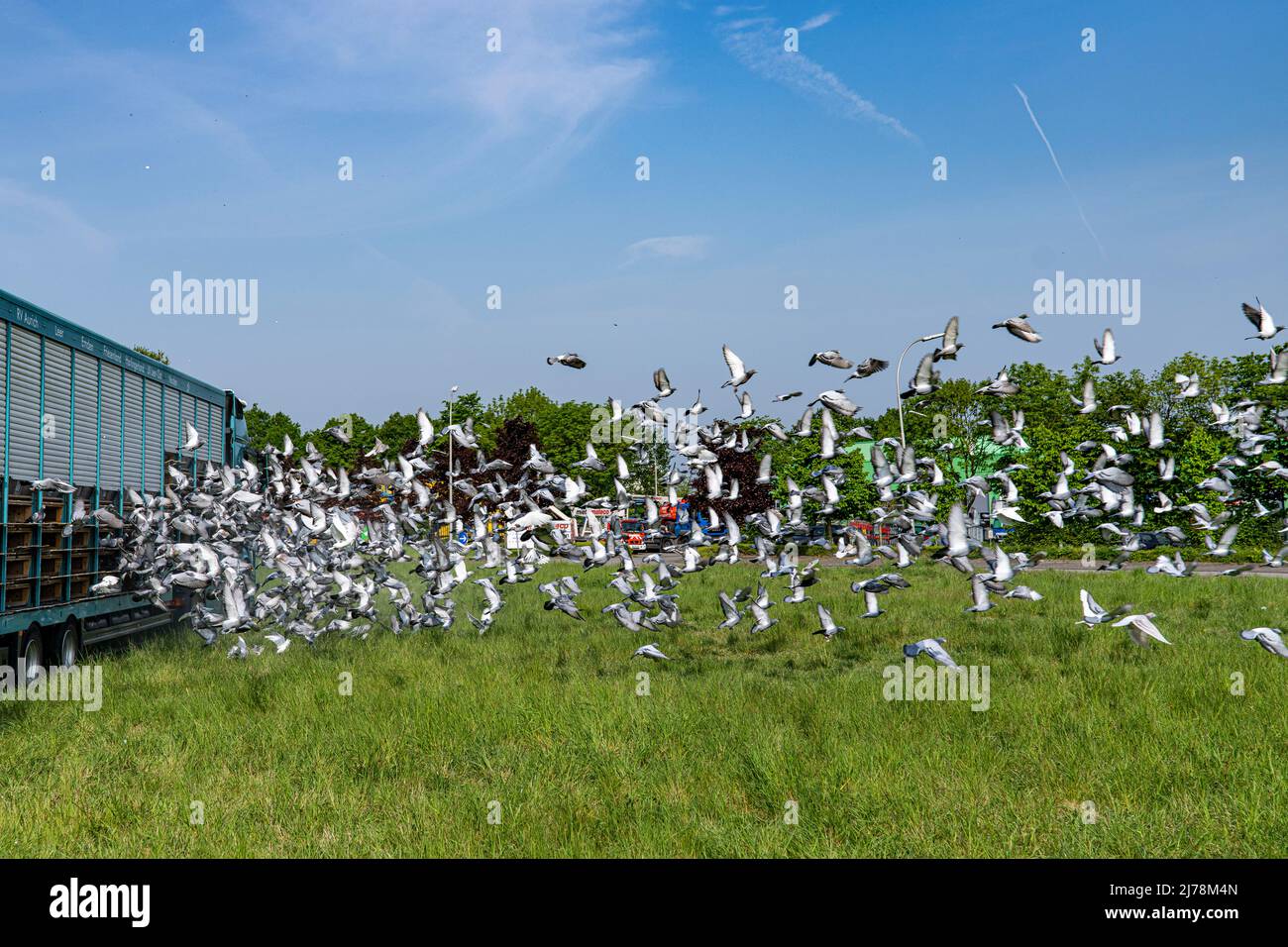 07 mai 2022, NRW, Alpen : les pigeons sont sortis d'une camionnette de voyage à pigeon à Alpen. Comme signe contre la guerre et pour une campagne de parrainage pour les dons, les pigeons sont lâtrés en flèche. Photo: Arnulf Stoffel/dpa Banque D'Images