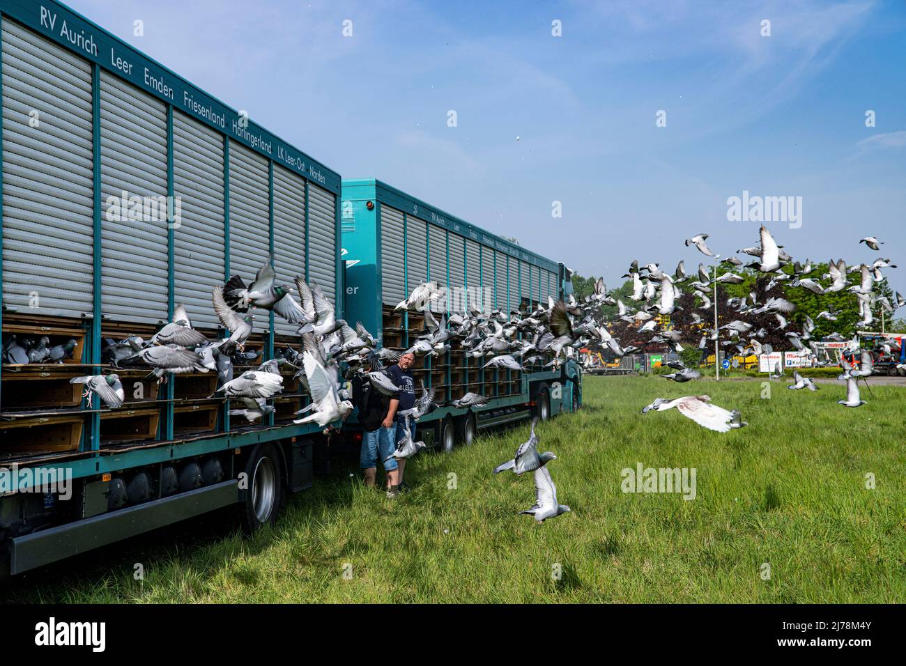 07 mai 2022, NRW, Alpen : les pigeons sont sortis d'une camionnette de voyage à pigeon à Alpen. Comme signe contre la guerre et pour une campagne de parrainage pour les dons, les pigeons sont lâtrés en flèche. Photo: Arnulf Stoffel/dpa Banque D'Images