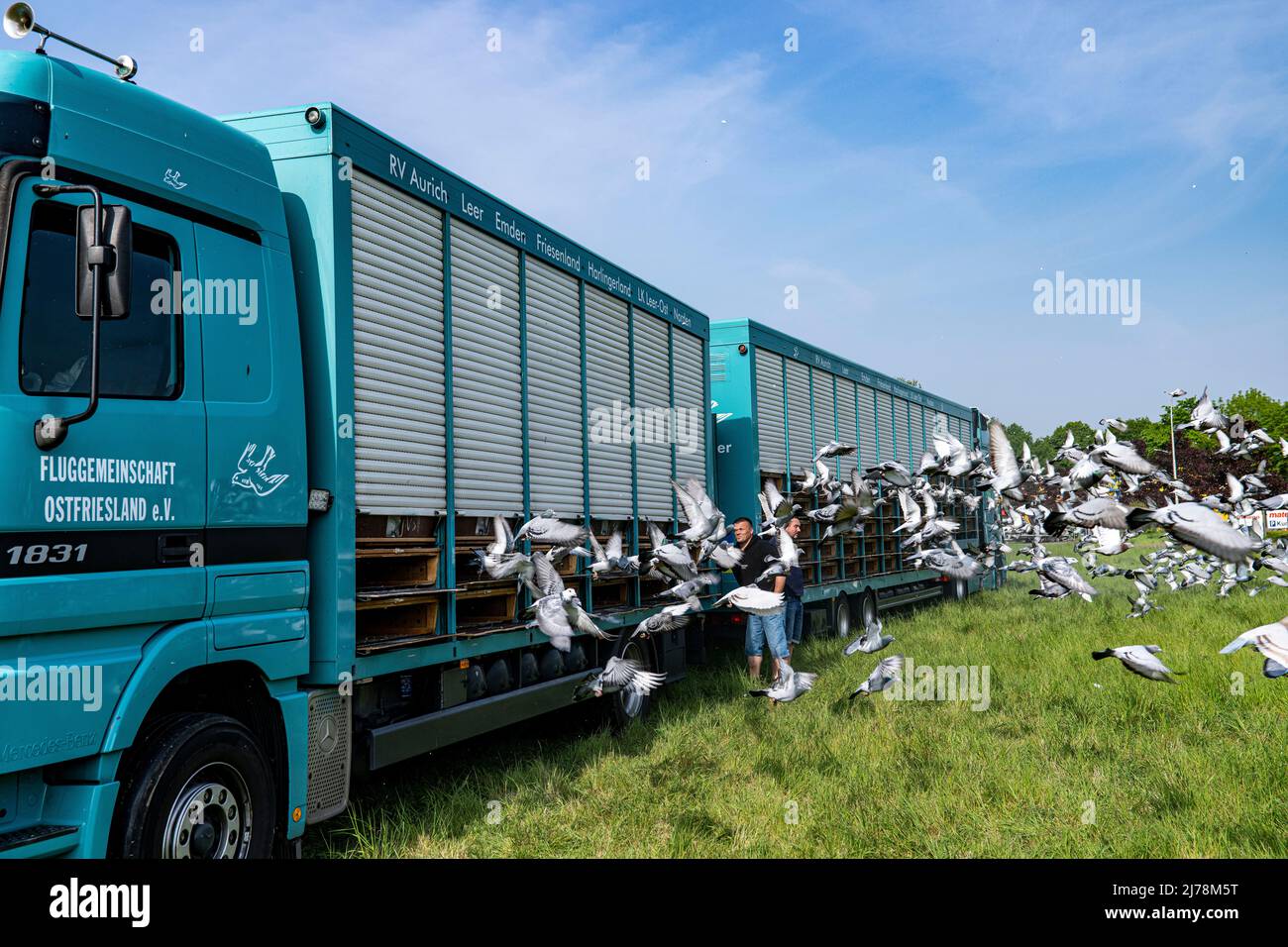 07 mai 2022, Rhénanie-du-Nord-Westphalie, Alpen : les pigeons sont sortis d'une fourgonnette de voyage à Alpen. Comme signe contre la guerre et pour une campagne de parrainage pour les dons, les pigeons sont lâtrés en flèche. Photo: Arnulf Stoffel/dpa Banque D'Images