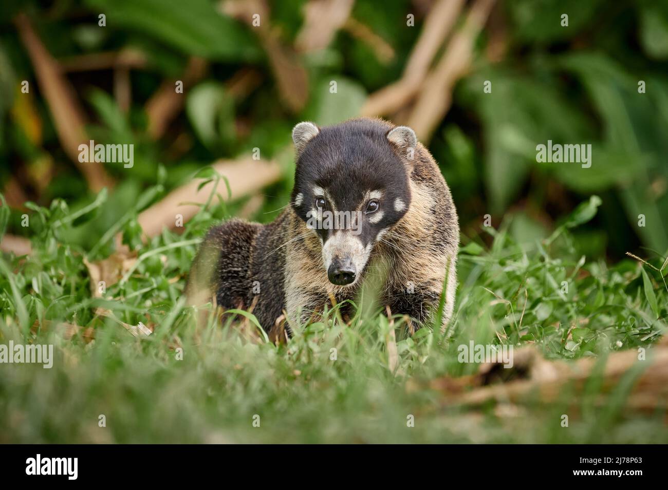 Coati à nez blanc, Nasua narica, Parque Nacional Volcán Arenal, Costa Rica, Amérique centrale Banque D'Images