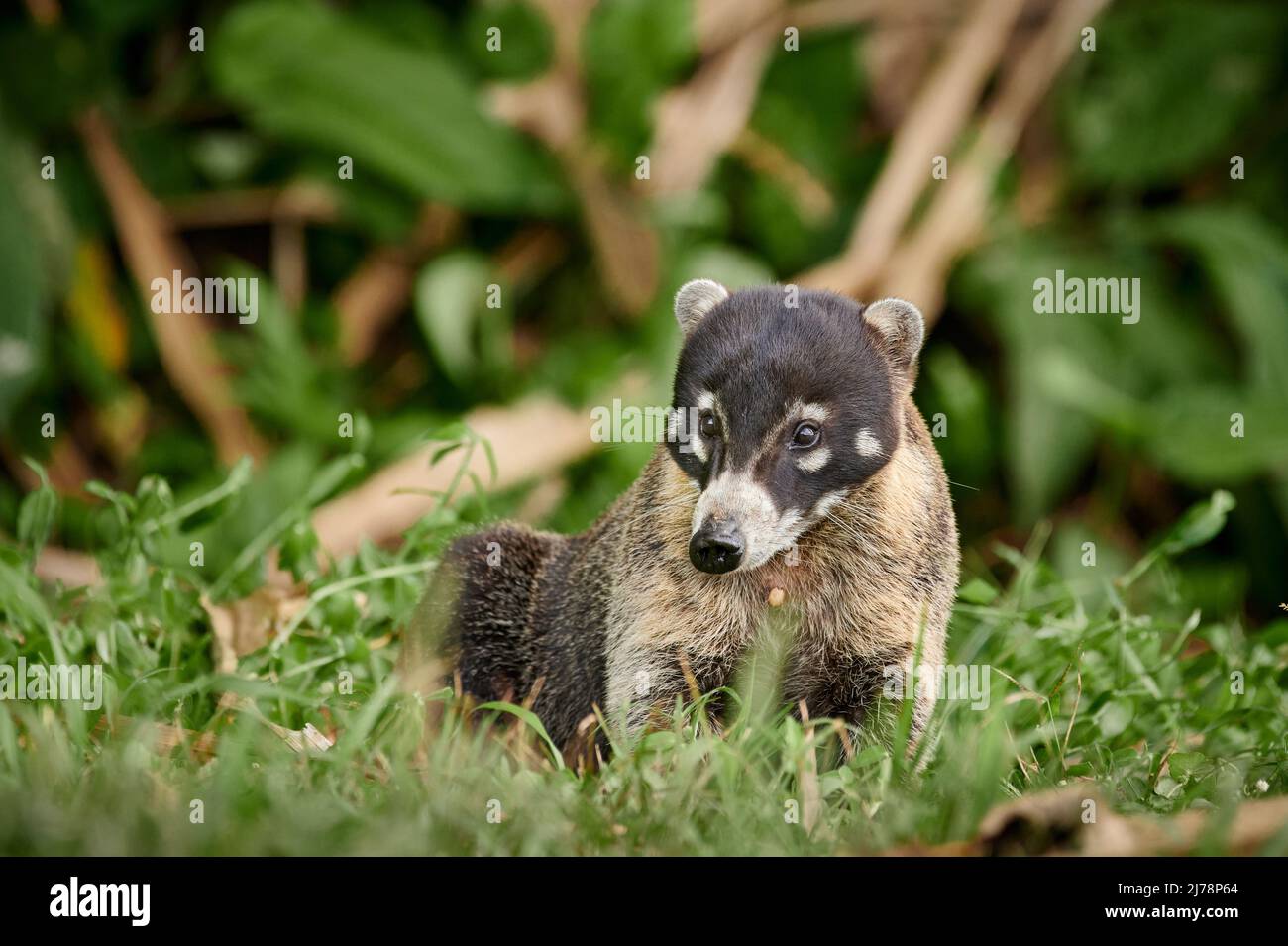 Coati à nez blanc, Nasua narica, Parque Nacional Volcán Arenal, Costa Rica, Amérique centrale Banque D'Images