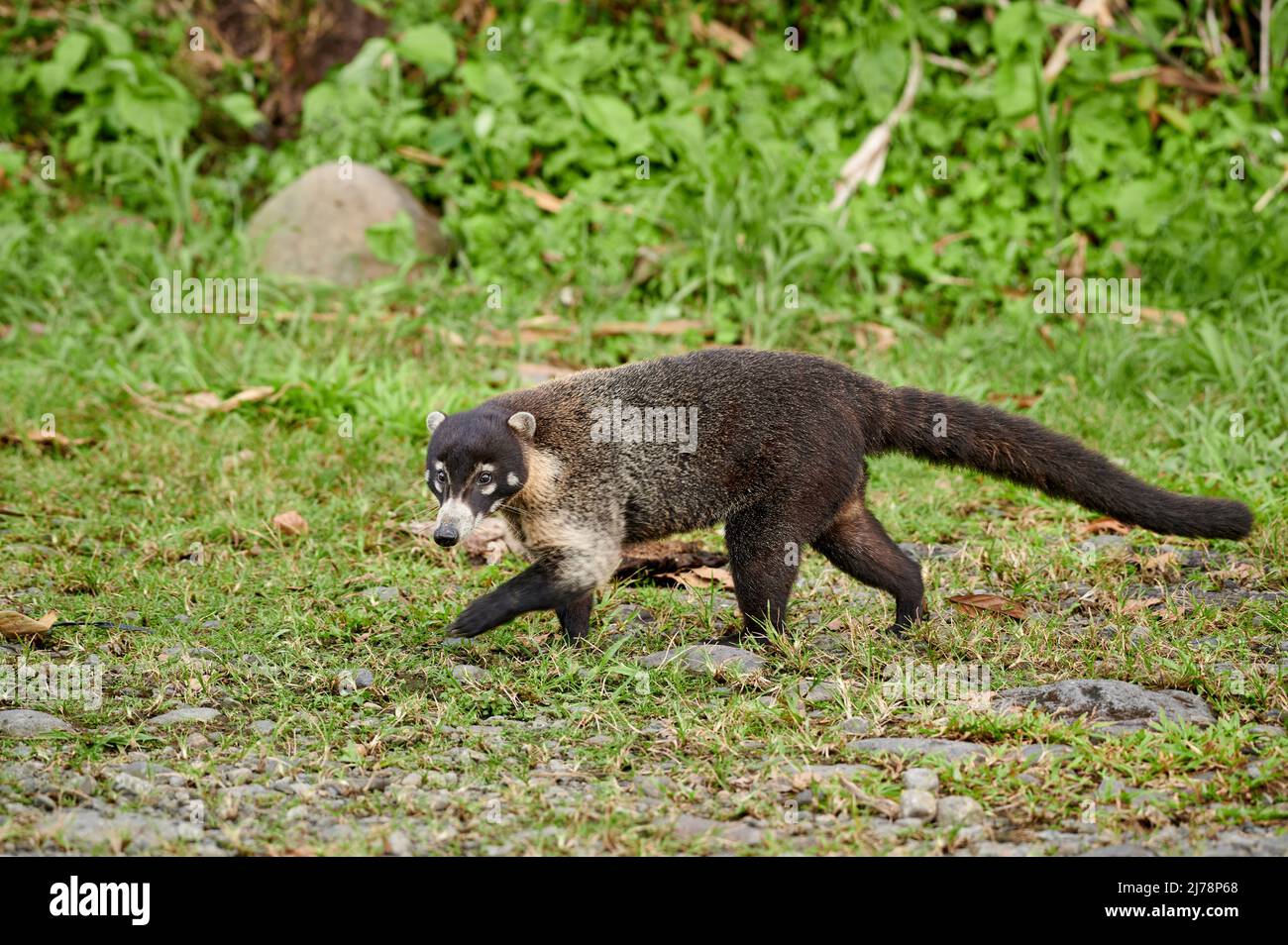 Coati à nez blanc, Nasua narica, Parque Nacional Volcán Arenal, Costa Rica, Amérique centrale Banque D'Images