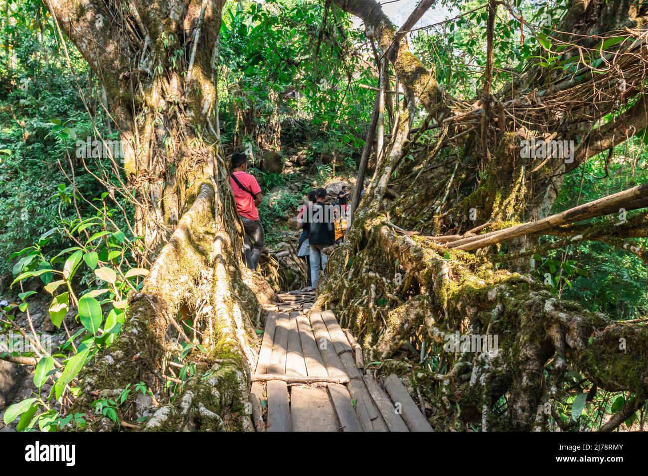 Pont de racine d'arbre vivant surpeuplé de touristes le matin à partir d'un angle unique image est prise à pont à double decker cherrapunji meghalaya inde le 03 avril Banque D'Images