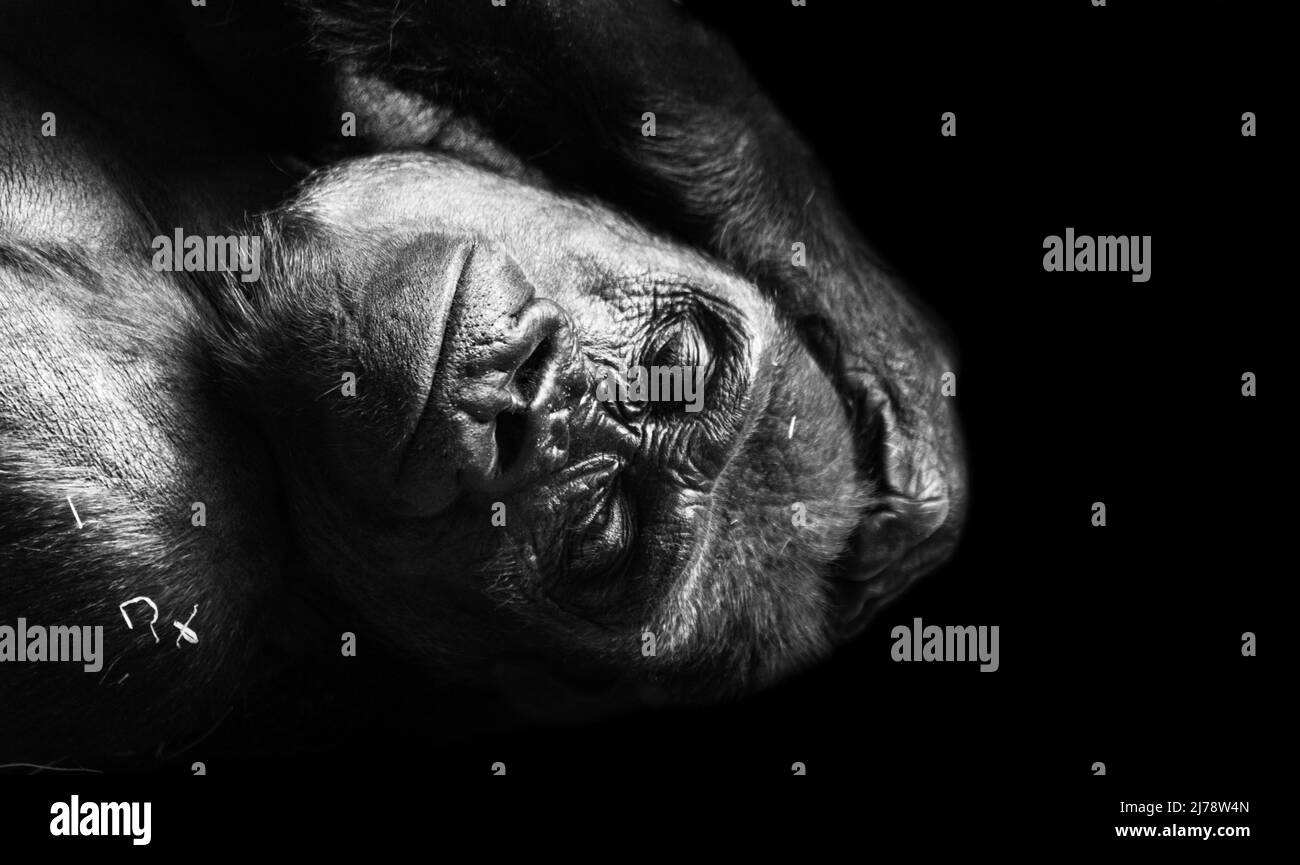 Portrait d'un gorille des basses terres de l'ouest (GGG) gros plan. Silverback - mâle adulte d'un gorille dans un habitat indigène. Jungle de la République centrafricaine Banque D'Images