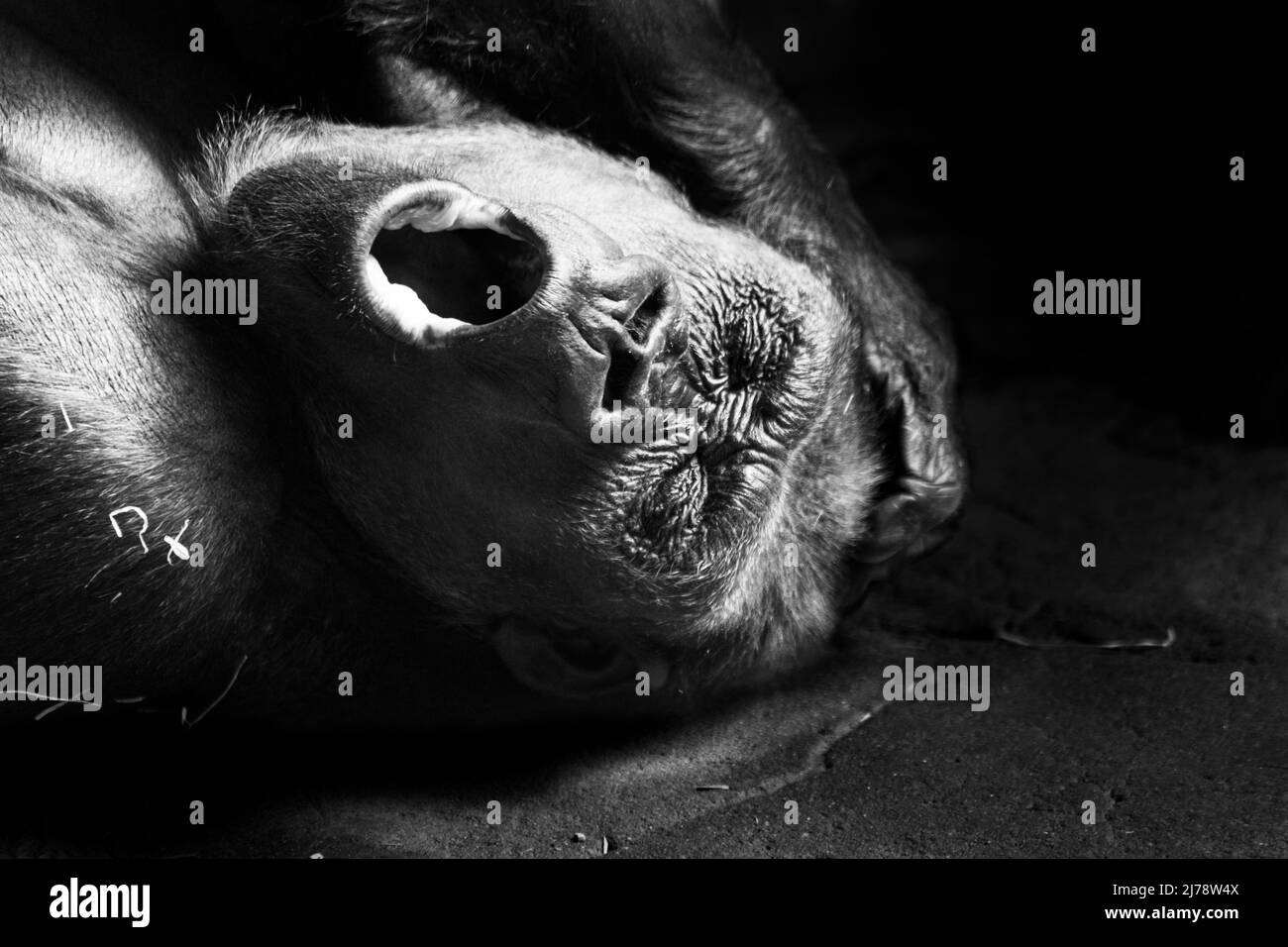 Portrait d'un gorille des basses terres de l'ouest (GGG) gros plan. Silverback - mâle adulte d'un gorille dans un habitat indigène. Jungle de la République centrafricaine Banque D'Images