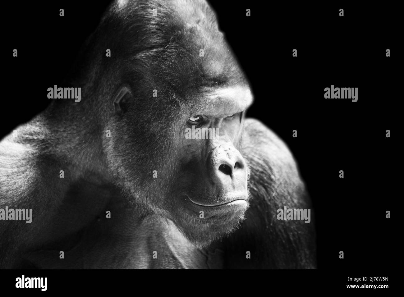 Portrait d'un gorille des basses terres de l'ouest (GGG) gros plan. Silverback - mâle adulte d'un gorille dans un habitat indigène. Jungle de la République centrafricaine Banque D'Images