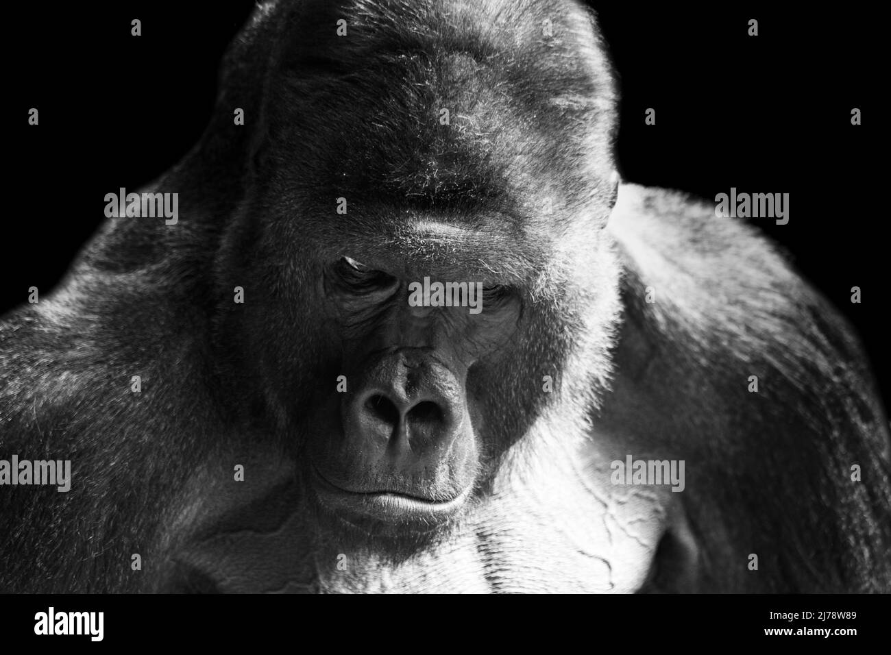 Portrait d'un gorille des basses terres de l'ouest (GGG) gros plan. Silverback - mâle adulte d'un gorille dans un habitat indigène. Jungle de la République centrafricaine Banque D'Images