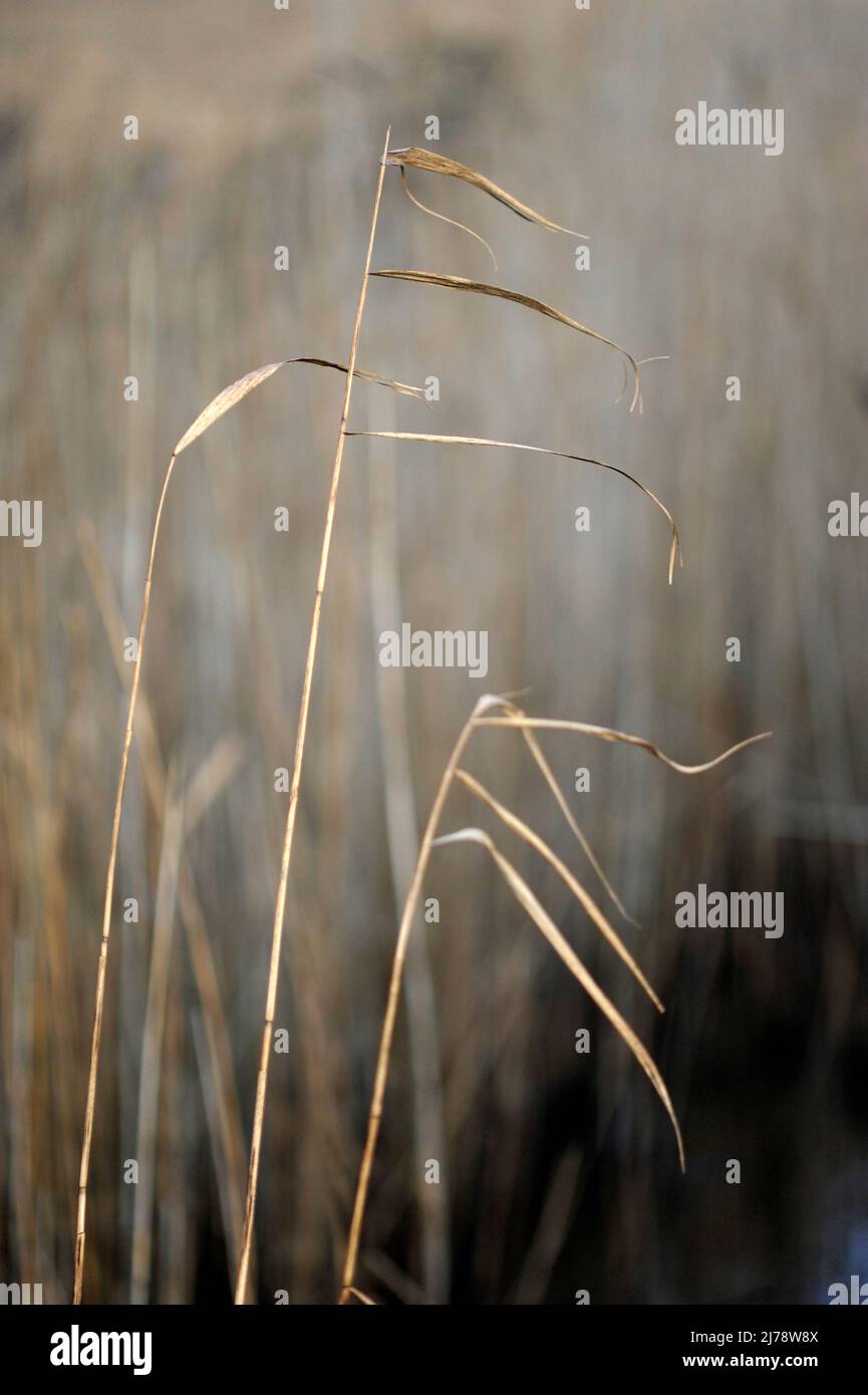 roseaux communs (phragmites australis) carlton marais outlton large suffolk angleterre Banque D'Images