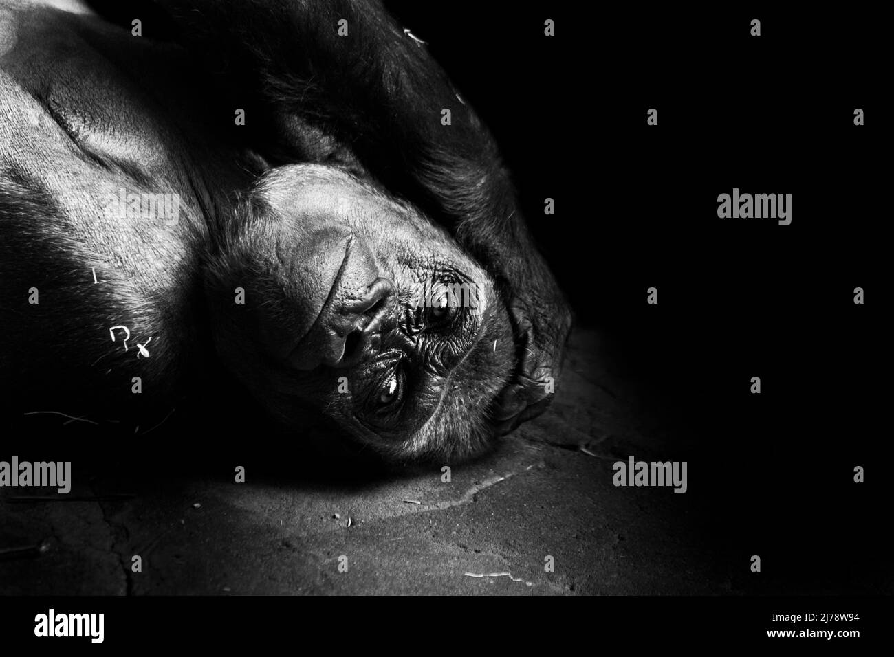 Portrait d'un gorille des basses terres de l'ouest (GGG) gros plan. Silverback - mâle adulte d'un gorille dans un habitat indigène. Jungle de la République centrafricaine Banque D'Images