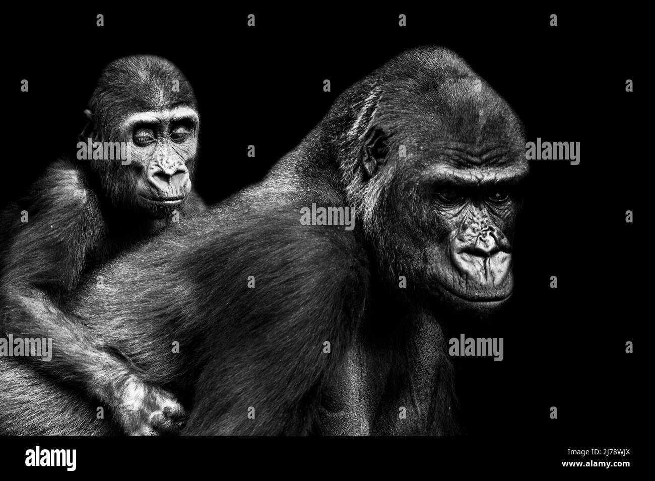 Portrait d'un gorille des basses terres de l'ouest (GGG) gros plan. Silverback - mâle adulte d'un gorille dans un habitat indigène. Jungle de la République centrafricaine Banque D'Images