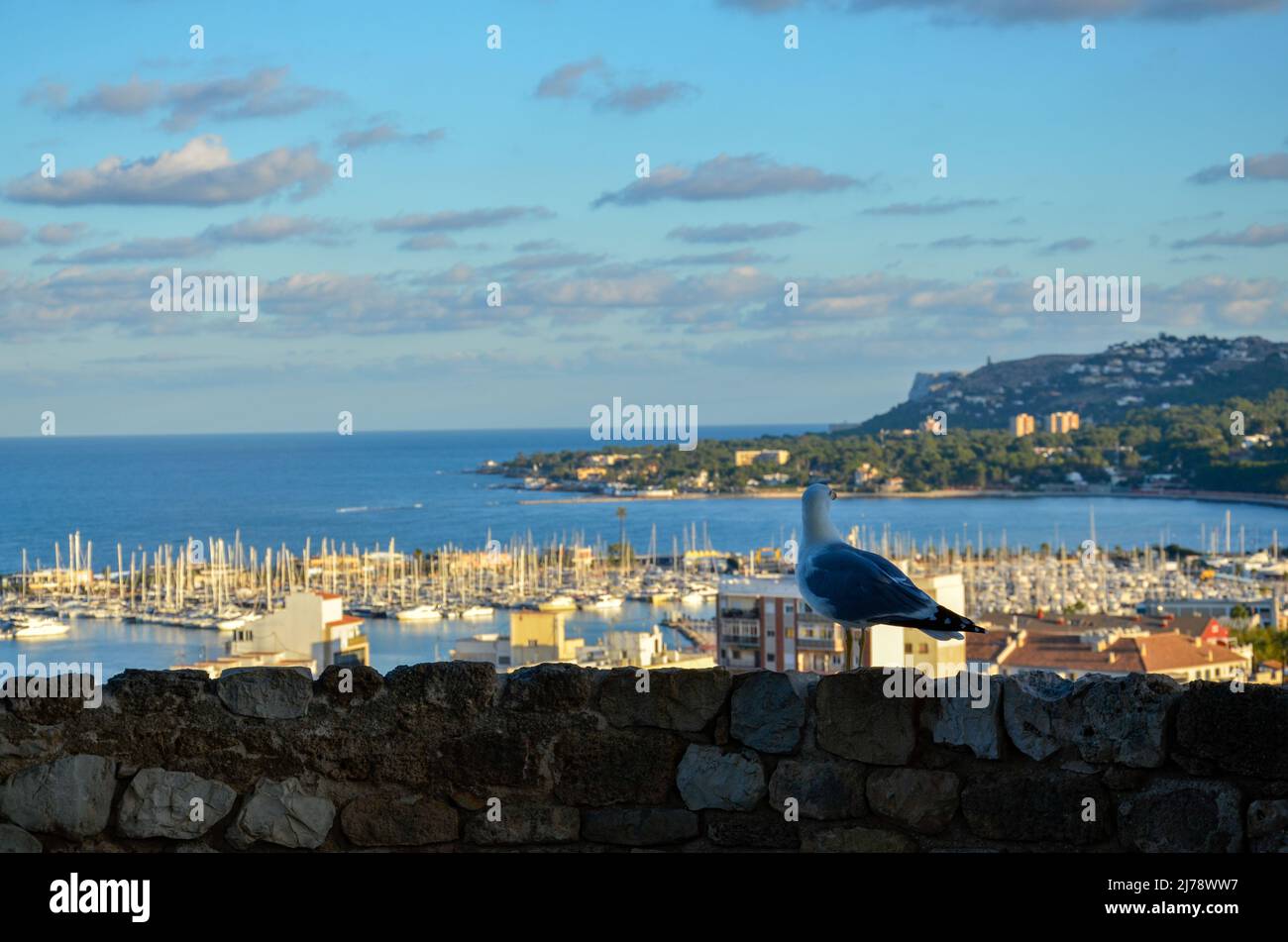 Un mouette se trouve sur un mur en pierre surplombant le port et le paysage côtier de Denia dans le ciel légèrement nuageux de la soirée d'été Banque D'Images