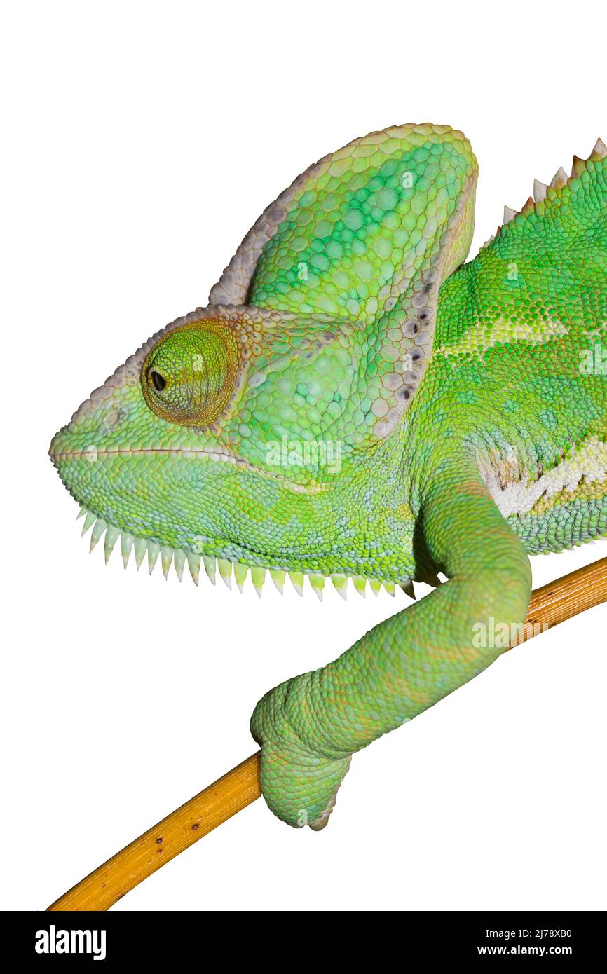 Caméléon isolé sur fond blanc. Yémen Chameleon escalade sur bambou. Banque D'Images