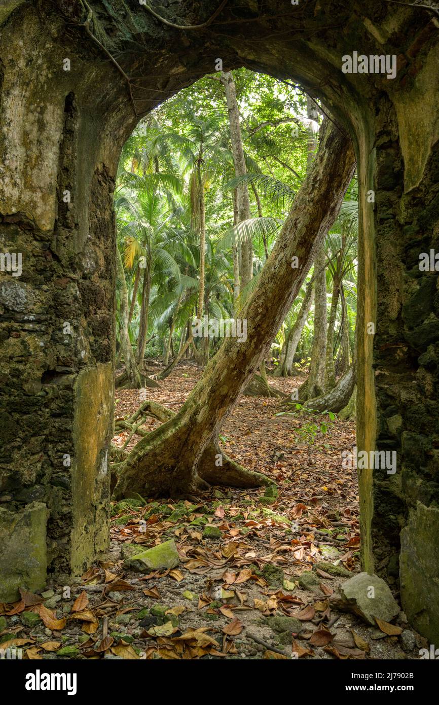 Végétation tropicale croissante sur les ruines d'un ancien bâtiment colonial. Banque D'Images