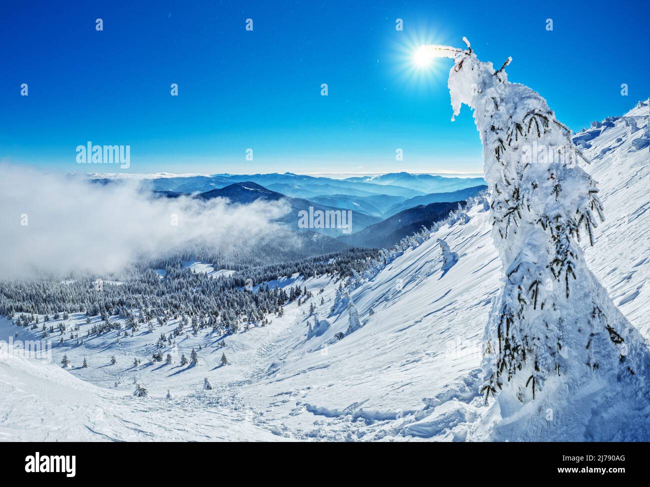 Magnifique paysage d'hiver ensoleillé dans les montagnes de Thottoy. Montagne et sapins couverts de neige. Banque D'Images