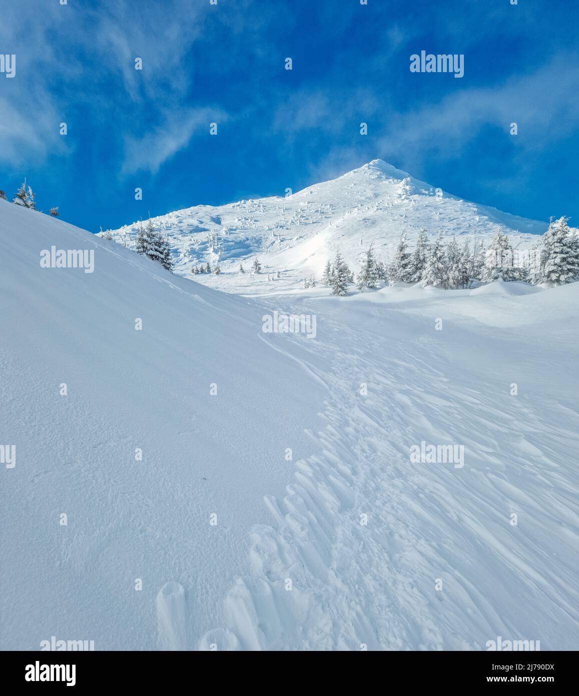 Beau paysage ensoleillé d'hiver dans les montagnes. Montagne et sapins couverts de neige. Banque D'Images