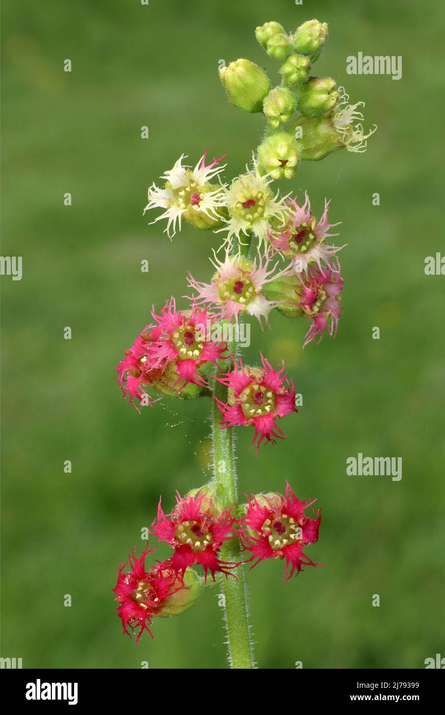 Fringecups - Tellima grandiflora Banque D'Images