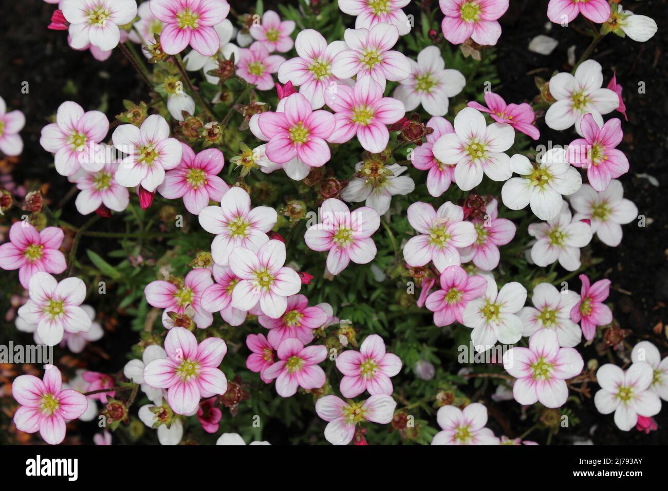 Saxifraga × arendsii Banque D'Images