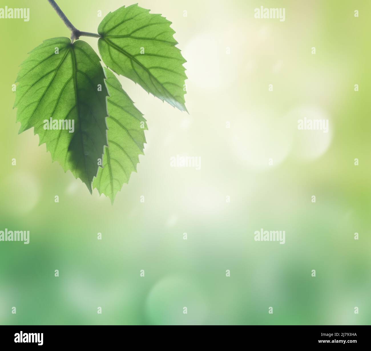 Herbe de prairie verte avec lumière naturelle et style flou. Motif nature vue de la feuille sur fond de verdure floue. Banque D'Images