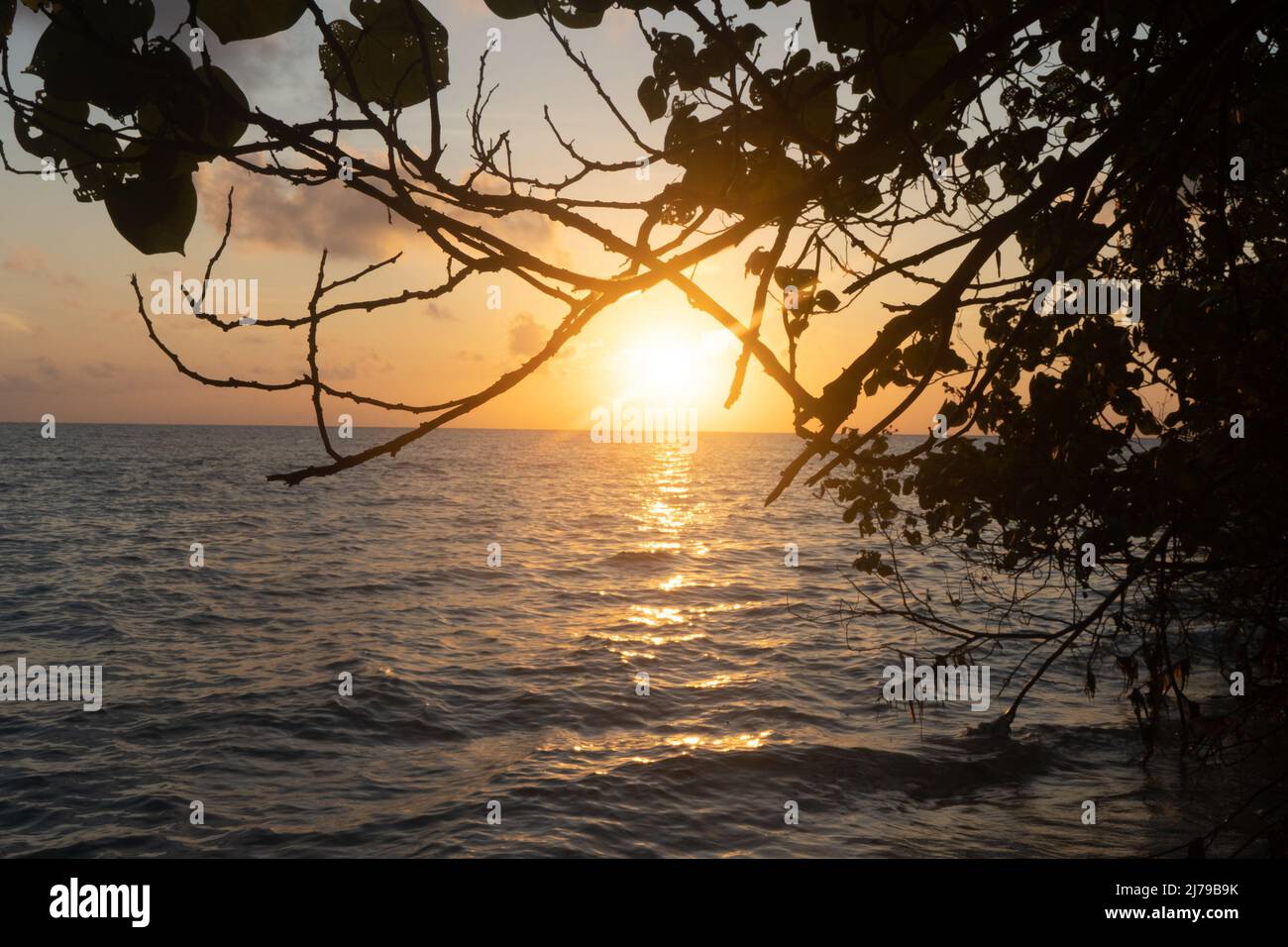 lever du soleil tôt le matin coucher du soleil panoramique tourné entre les branches d'arbres avec des vagues d'eau bleue qui s'écoulent sur la rive dans le paradis tropical de swaraj dweep Banque D'Images