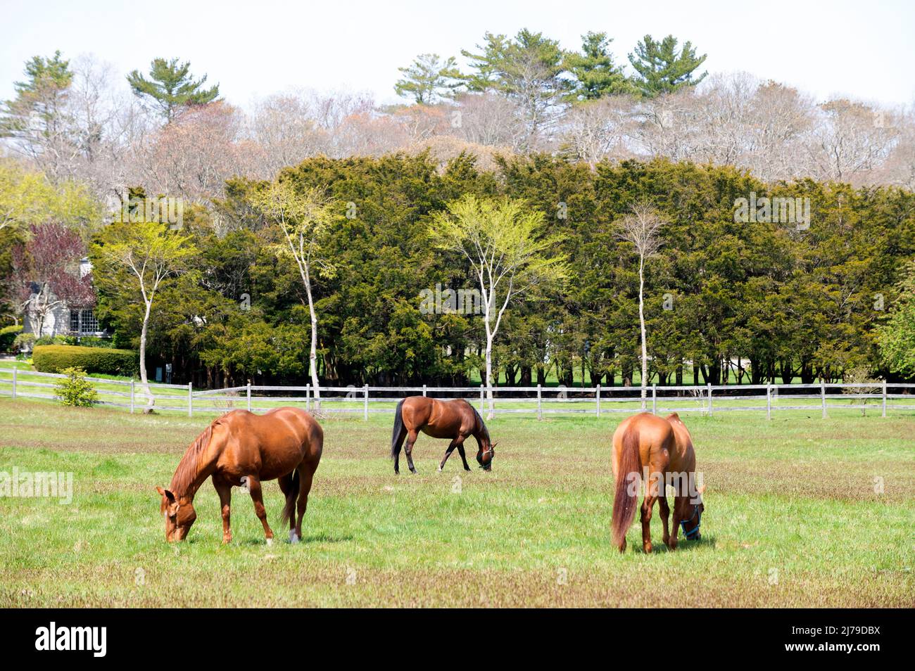 Les chevaux se broutent dans les champs de C J's Ranch, West Barnstable, Massachusetts, sur Cape Cod, États-Unis Banque D'Images