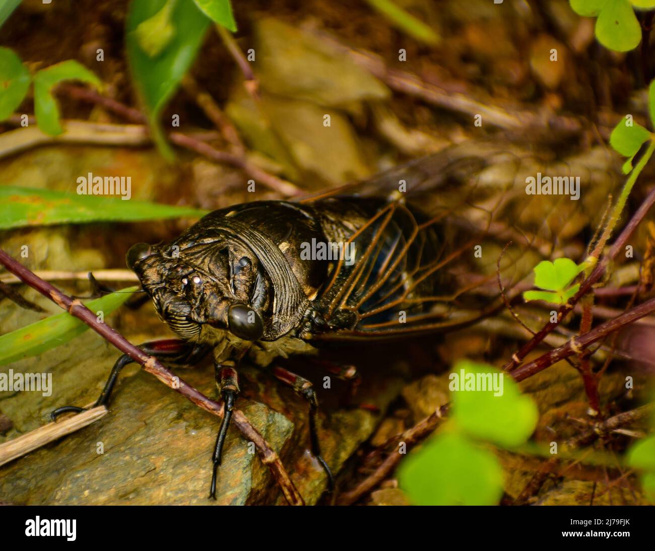 Bel insecte noir assis sur le sol.les cigales sont une superfamille, le Cicadoïdea, d'insectes dans l'ordre des Hemiptères. Banque D'Images