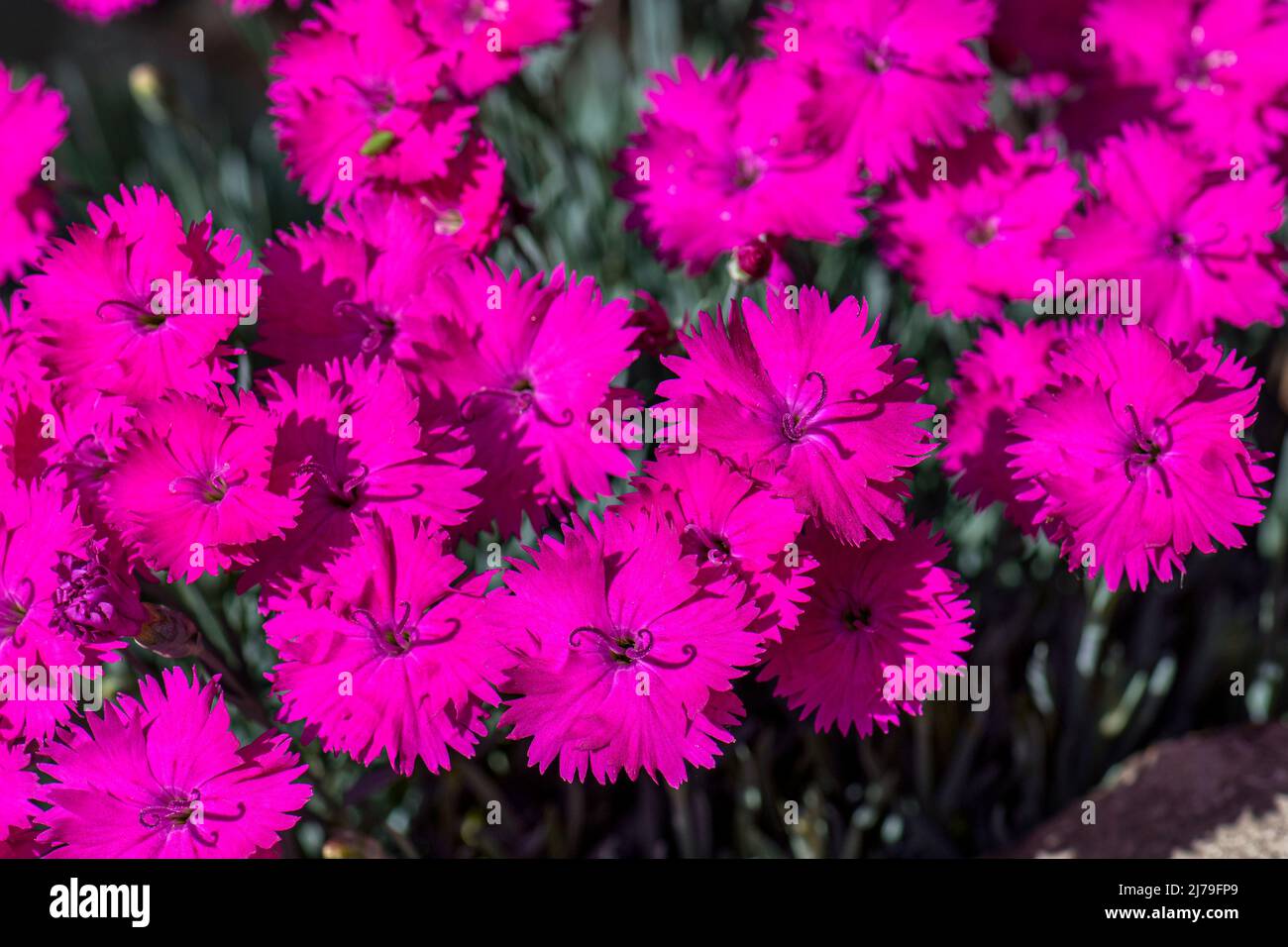Rose Dianthus fleurit en pleine floraison en été. Étoile de néon varieuse Banque D'Images