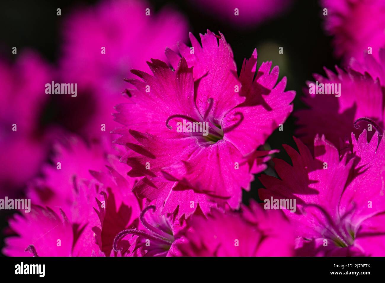 Rose Dianthus fleurit en pleine floraison en été. Étoile de néon varieuse Banque D'Images