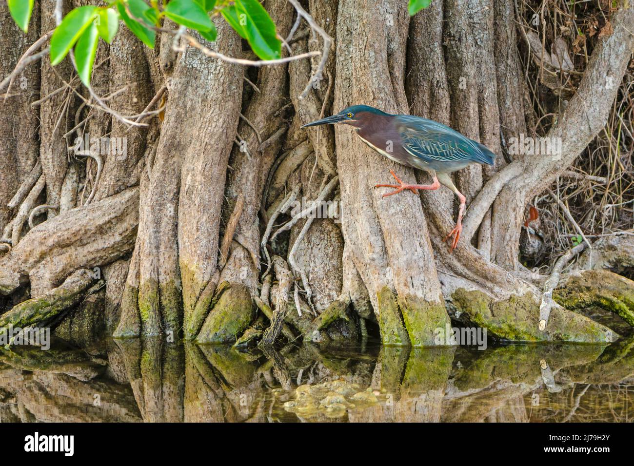 Heron vert (Butorides virescens). Parc national des Everglades, Floride. Banque D'Images