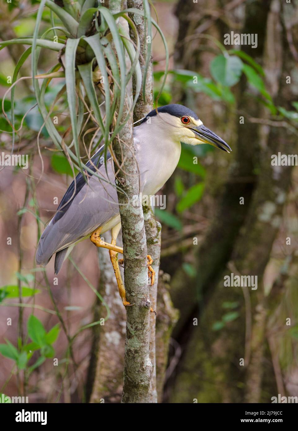 Héron de nuit à couronne noire (Nycticorax nycticorax). National Audubon Corkscrew Sanctuary, Floride. Banque D'Images