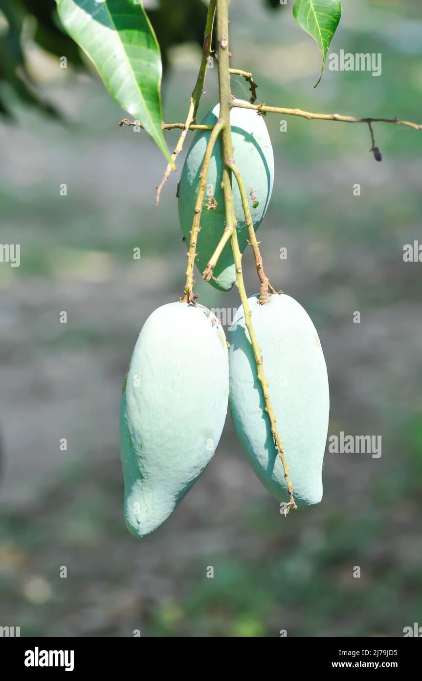 Graines de mangue indica, de mangue ou de mangue sur le manguier ou la mangue Banque D'Images