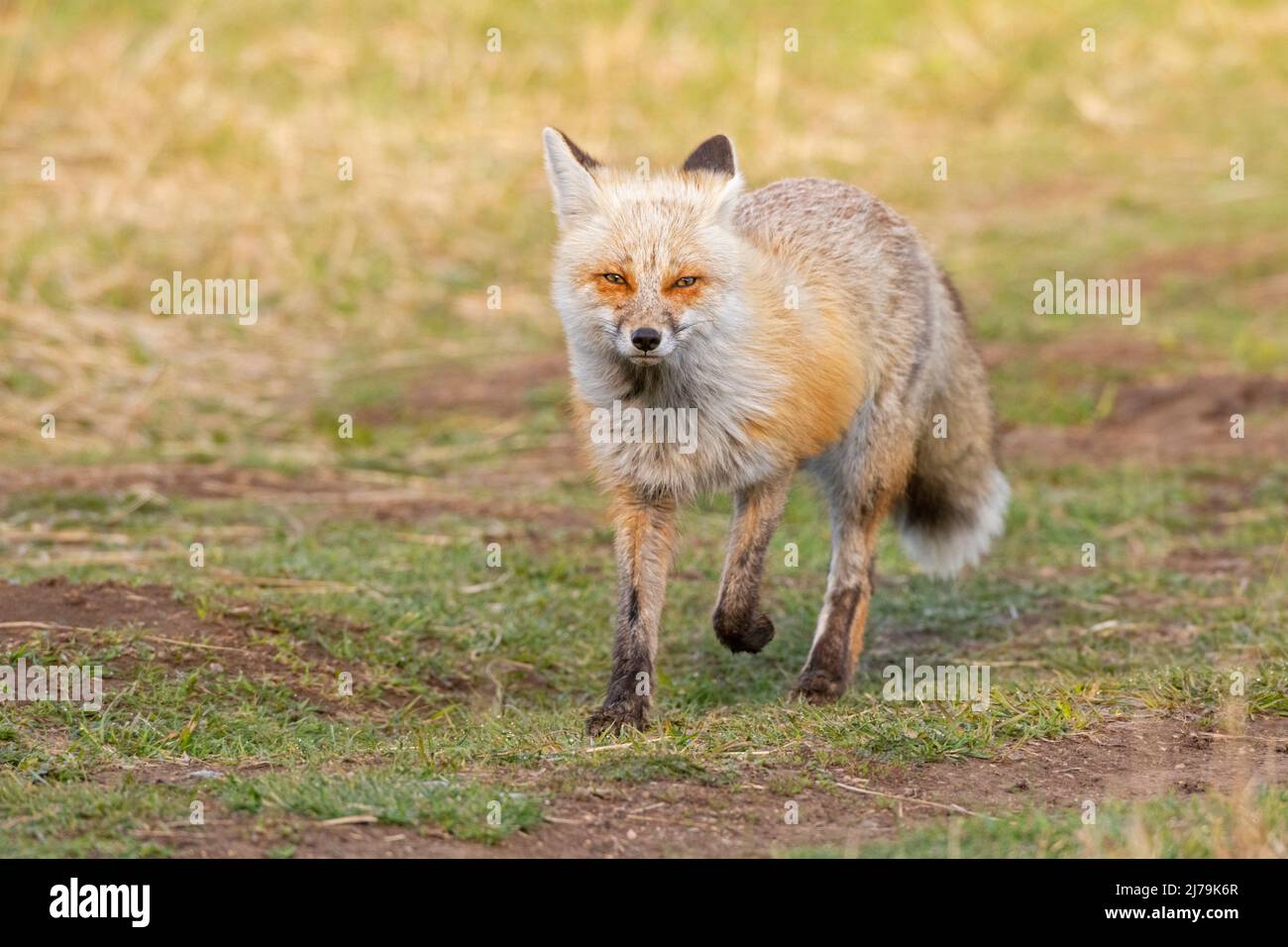 Renard rouge (Vulpes vulpes). Printemps dans le parc national de Yellowstone, Wyoming. Banque D'Images