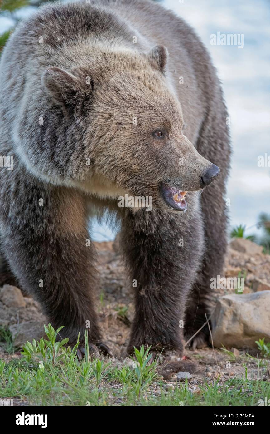 Ours grizzli (Ursus arctos horribilis) dans le parc national de Yellowstone, Wyoming, États-Unis. Banque D'Images