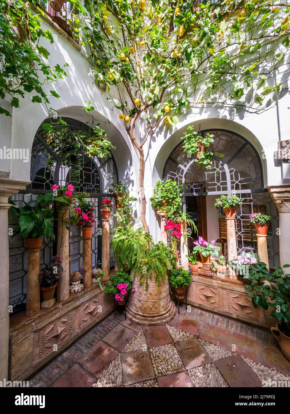 Cour andalouse traditionnelle pleine de plantes et de fleurs dans la vieille ville - Cordoue, Espagne Banque D'Images