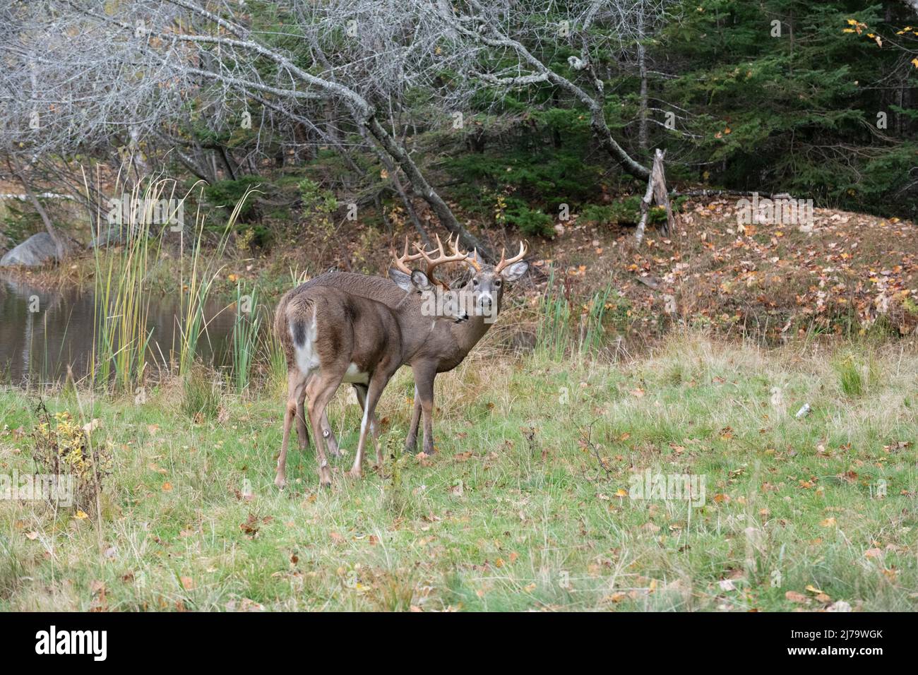 Cerf de Virginie (Odocoileus virginianus). Bucks matures se sentant chacun au bord d'un étang de castors. Parc national Acadia, Maine, États-Unis. Banque D'Images
